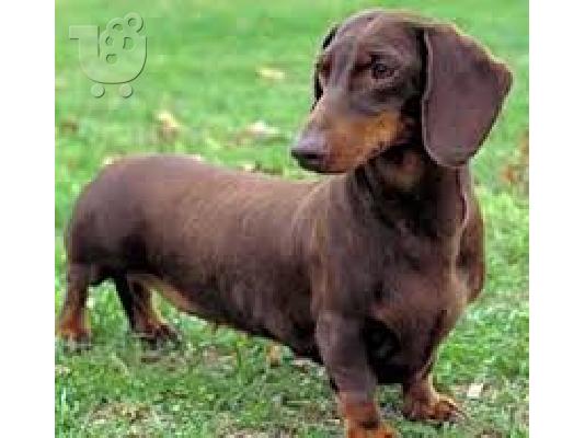 PoulaTo: Ντατσχαουντ καθαροαιμο κουταβακι